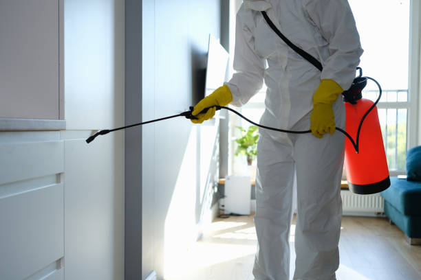 Best White Mold Remediation in Benton, KY