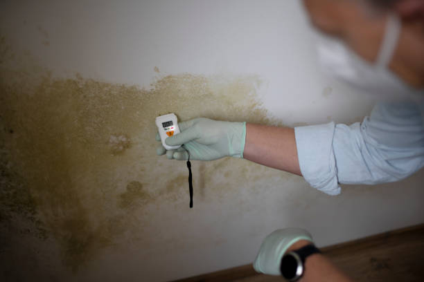 Best Black Mold Remediation in Benton, KY