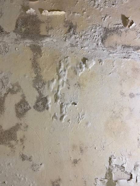 Professional Mold Remediation in Benton, KY